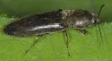 Gambrinus griseus