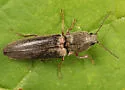 Gambrinus griseus - photo 2