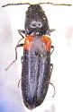 Gambrinus humidus