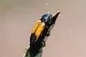 Gambrinus mirus - photo 5