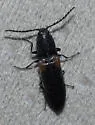 Gambrinus rufihumeralis - photo 3