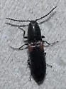 Gambrinus rufihumeralis - photo 4