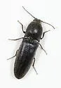 Gambrinus seminudus