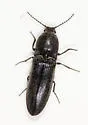 Gambrinus seminudus - photo 2