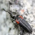 Gambrinus stigma - photo 5