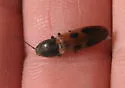 Gambrinus venablesi - Gambrinus venablesi