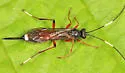 Gambrus polyphemi - Gambrus polyphemi