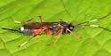 Gambrus polyphemi - photo 2