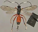 Gambrus polyphemi - photo 5