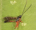 Gambrus ultimus - photo 2