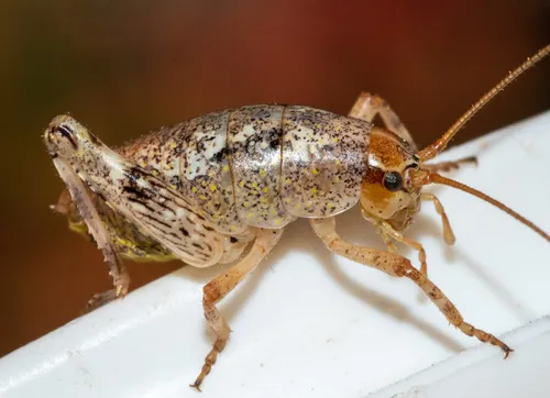 Gammarotettix bilobatus