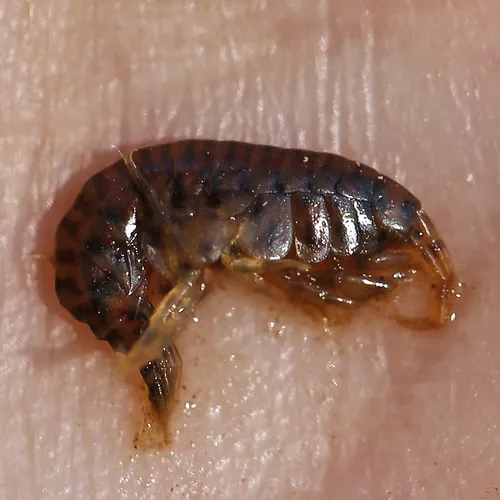 Gammarus fasciatus - photo 4