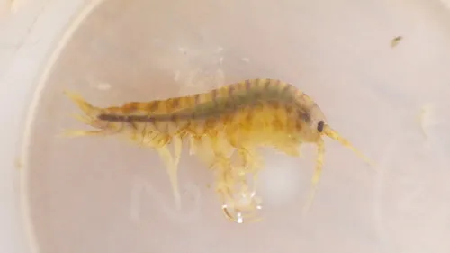 Gammarus fasciatus - photo 5