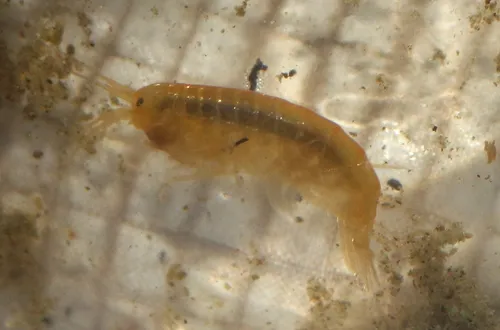 Lacustrine Scud - photo 3