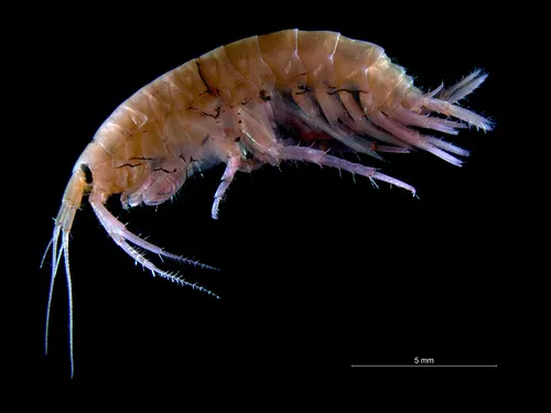 Gammarus locusta