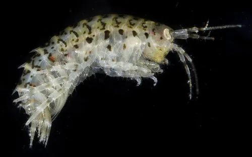 Gammarus mucronatus