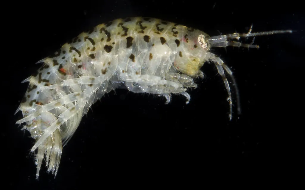 Gammarus mucronatus - photo 2