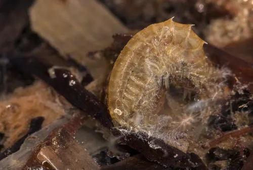 Gammarus mucronatus - photo 4