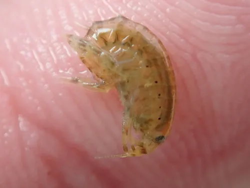 Gammarus mucronatus - photo 5