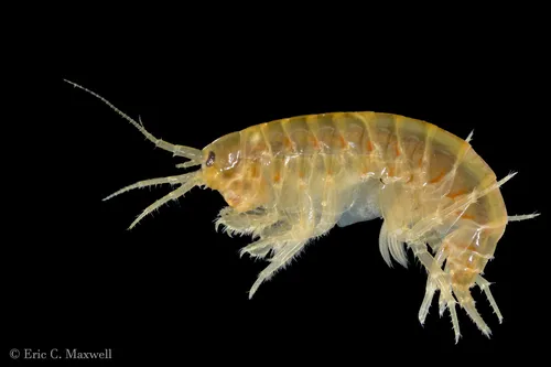 Northern Spring Amphipod