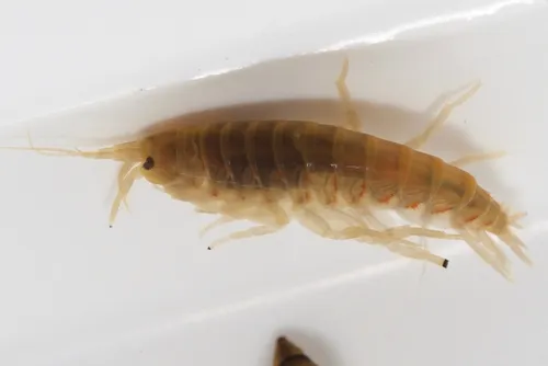 Northern Spring Amphipod - photo 4