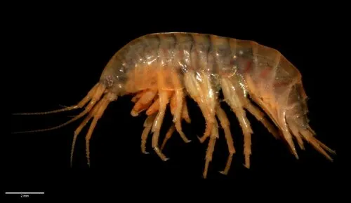 Northern Spring Amphipod - photo 5