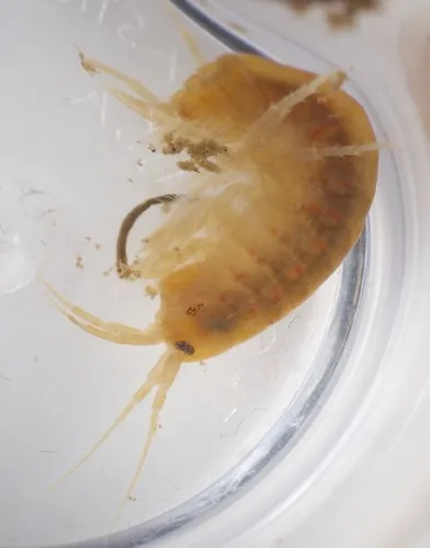 Northern Spring Amphipod - photo 6