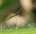 Gampsocoris decorus - photo 2