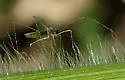 Gampsocoris decorus - photo 3