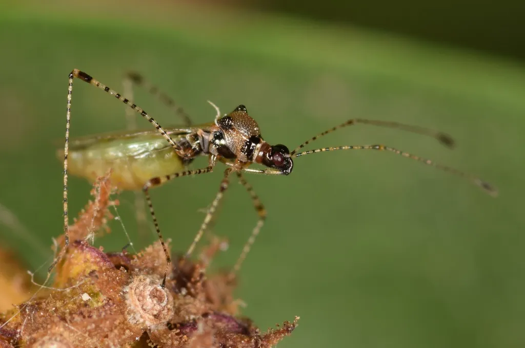 Gampsocoris punctipes - photo 2