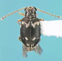 Ganascus ptinoides - Ganascus ptinoides