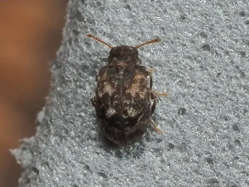 Ganascus ventricosus