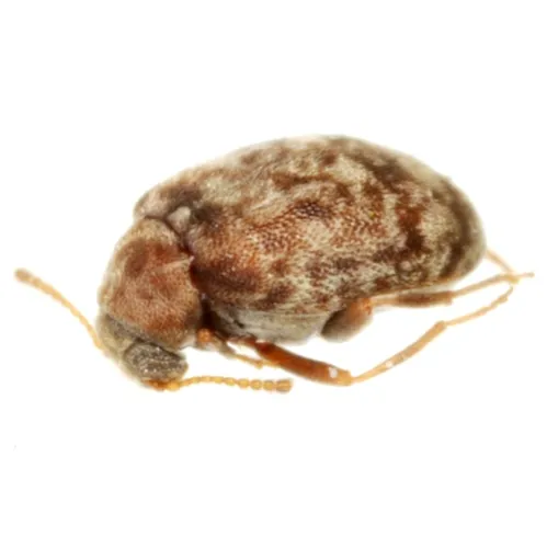 Ganascus ventricosus - photo 2