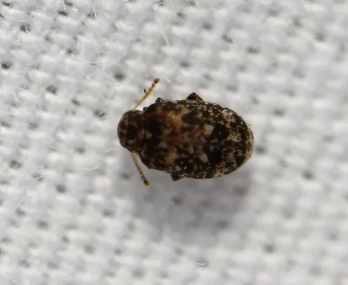 Ganascus ventricosus - photo 3