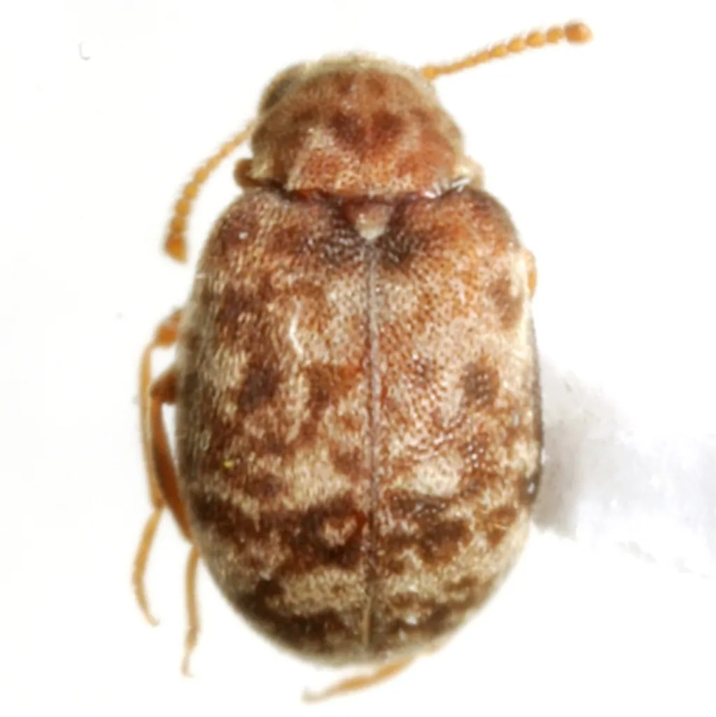 Ganascus ventricosus - photo 4
