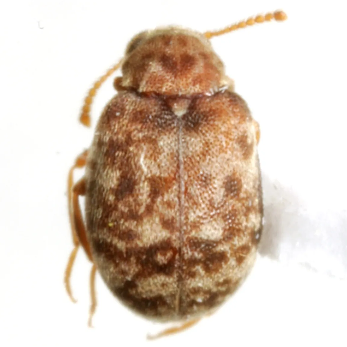 Ganascus ventricosus - photo 5