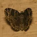 Dark-banded Geometer - Hodges#7214
