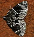 Dark-banded Geometer - Hodges#7214 - photo 2