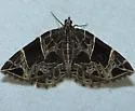 Dark-banded Geometer - Hodges#7214 - photo 3