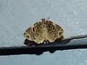 Dark-banded Geometer - Hodges#7214 - photo 4