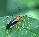 Ganocapsus filiformis - photo 2