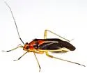 Ganocapsus filiformis - photo 3