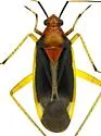 Ganocapsus filiformis - photo 4