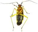 Ganocapsus filiformis - photo 5