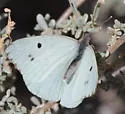 Howarth's White - Hodges#4199.1