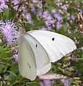 Giant White - Hodges#4199