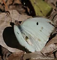 Giant White - Hodges#4199 - photo 3