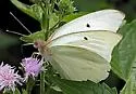 Giant White - Hodges#4199 - photo 4