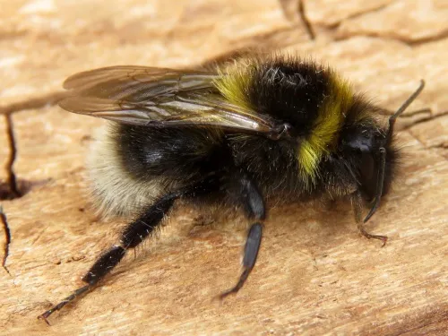 Garden Bumblebee - photo 2