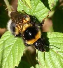 Garden Bumblebee - photo 3